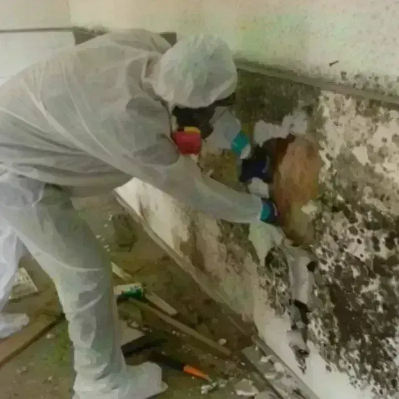 Mold Remediation and Removal in Centerville, MO